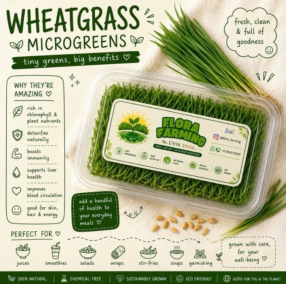 Wheatgrass Microgreens